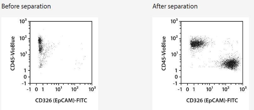 Enrichment of tumor cells from whole blood sample spiked with cells from a breast cancer cell line (SK-BR3) using StraightFrom Whole Blood CD326 (EpCAM) MicroBeads and the program “Posselwb” on the autoMACS Pro Separator. Cells are fluorescently stained with CD326 (EpCAM)-FITC and CD45-VioBlue and analyzed by flow cytometry using the MACSQuant Analyzer. Cell debris and dead cells were excluded from the analysis based on scatter signals and propidium iodide fluorescenc